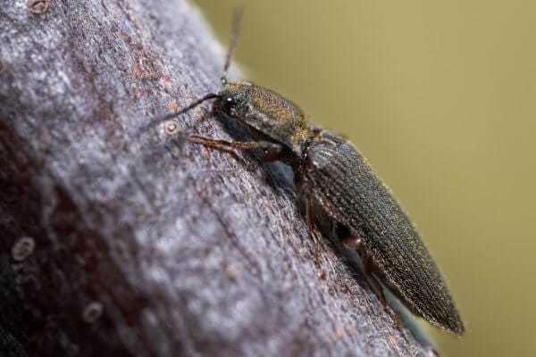 Ctenicera sp.? Click Beetle