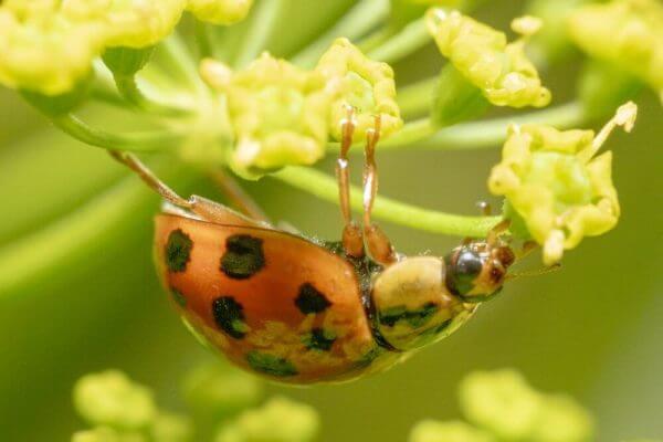 Asian Multi-colored Lady Beetle spotted carpice version