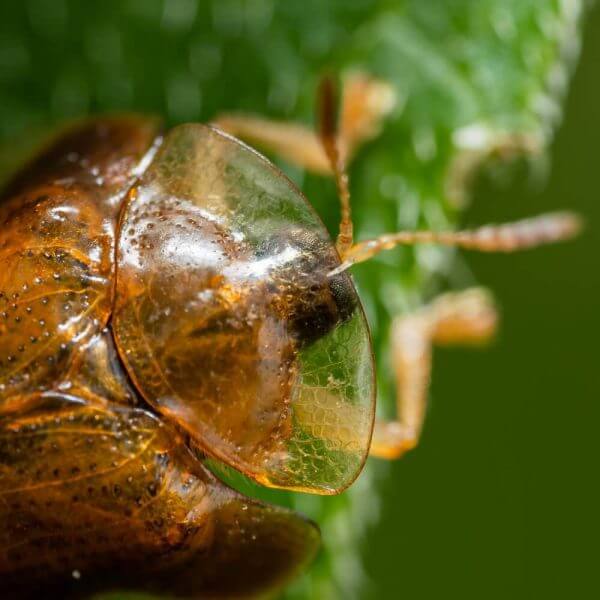 Tortoise Shell Beetle with transparent shield