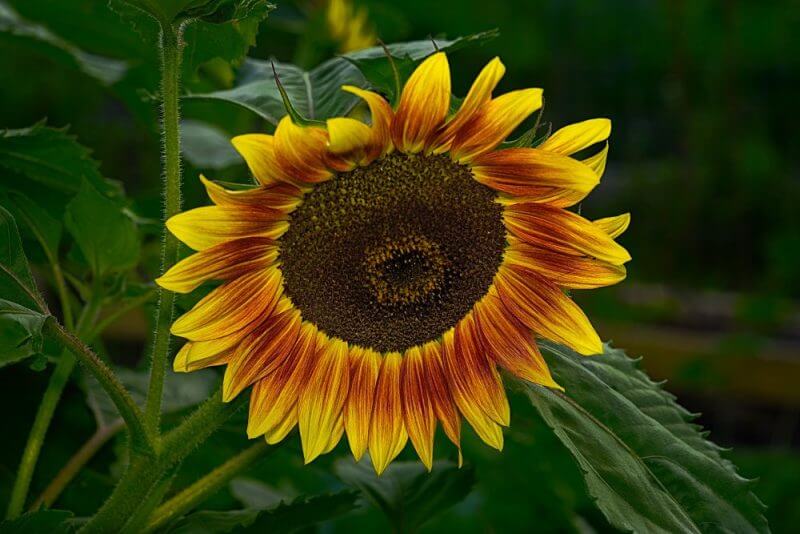 Ring-of-fire-sunflower-23