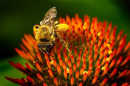 Honeybee on Coneflower