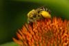 Honey Bee on Cone Flower