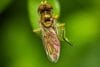 Allograpta obliqua Flower Fly