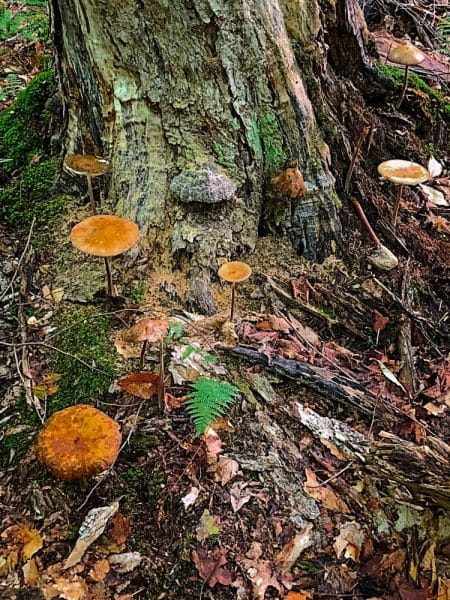 Mushrooms-Litter-the-Forest-Floor