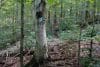 Beech Tree on Onondaga Trail