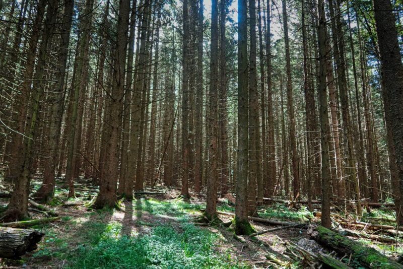 Spruce plantation in Highland Forest.