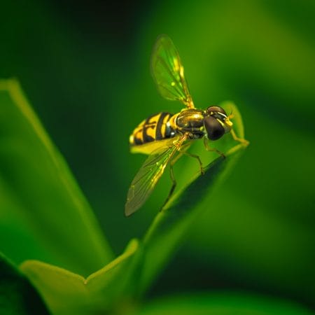 Hover-Fly-or-Bee-Fly-20230716