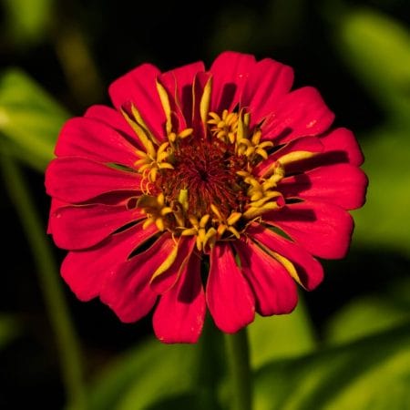 Red and Yellow Zinnia