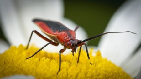 Red-black-beetle