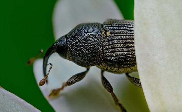 Weevil-white-flower-close-up-23