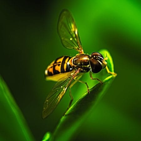 Bee Fly on Tip of Leaf