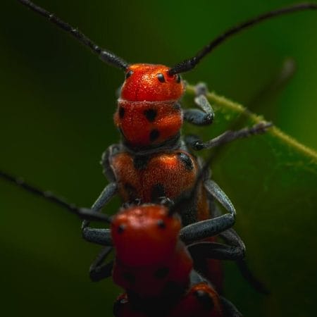 Pair of Red Beetles