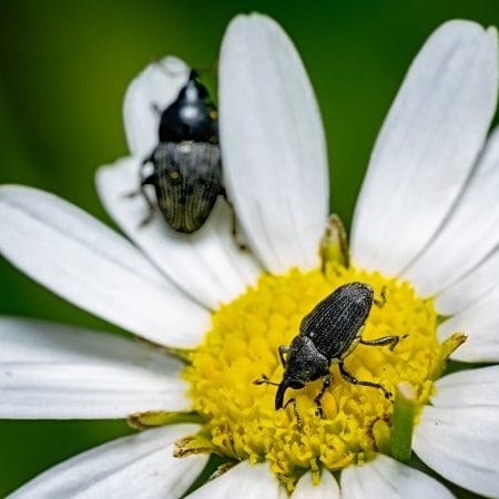 Pair of Black Weevil Close-up