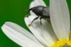 Weevil-white-flower-23