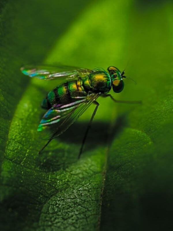 Green-Fly-with-sheen-on-the-wings
