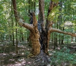 Old Maple Tree