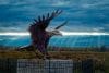Eagle-Statue-at-Montezuma-National-Wildlife-Refuge