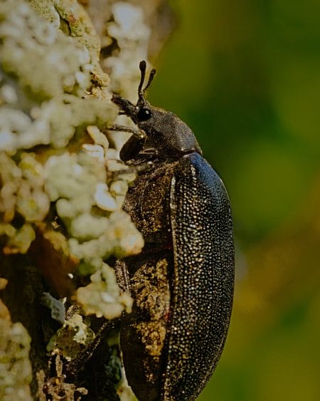 Large Beetle