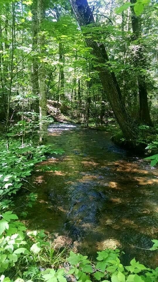 living off the grid by a wooded stream