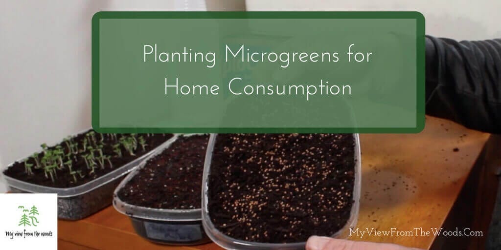 planting microgreens