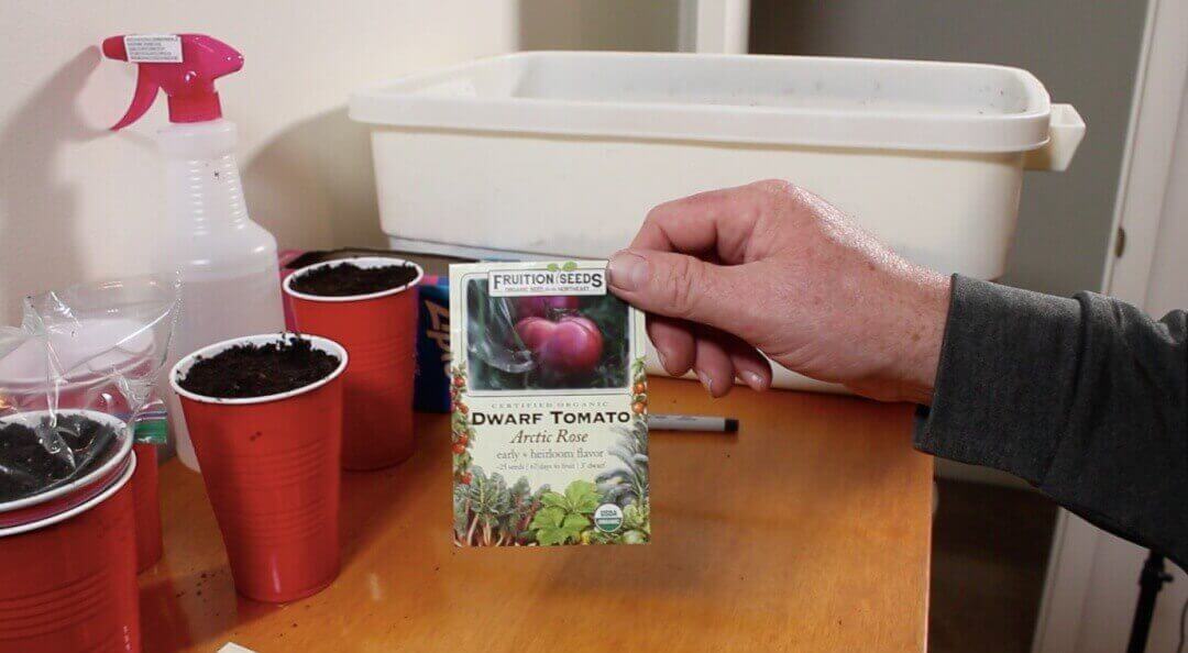 planting tomato and pepper seeds