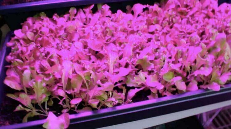 Unifun grow lights for seed starts