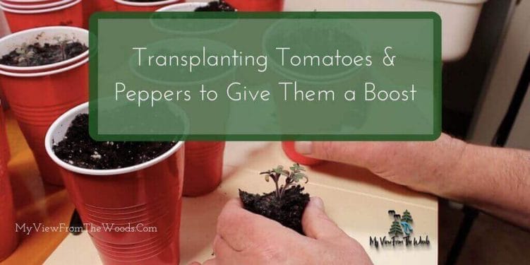 transplanting tomatoes
