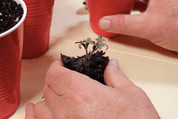 double tomato plant needing transplanting