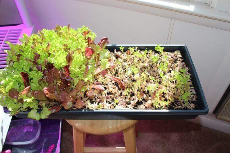 harvesting lettuce grown indoors