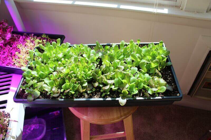growing lettuce indoors 15-days