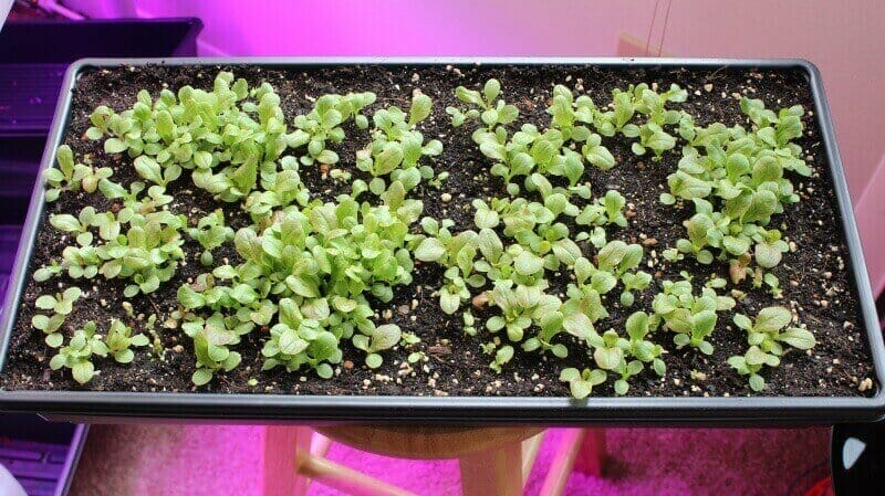 growing lettuce indoors seedlings