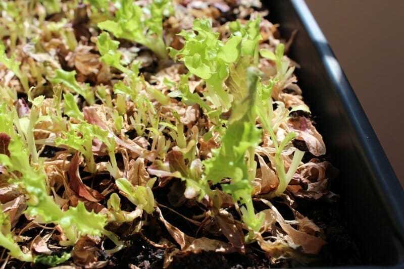 harvested lettuce growing back