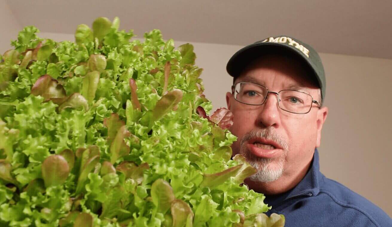 how to start growing lettuce indoors