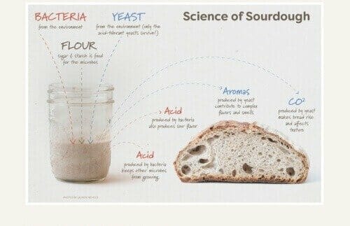 sourdough bread homeschool science project