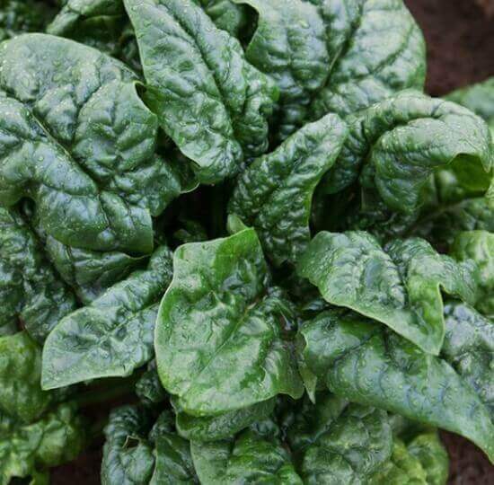Spinach for the garden