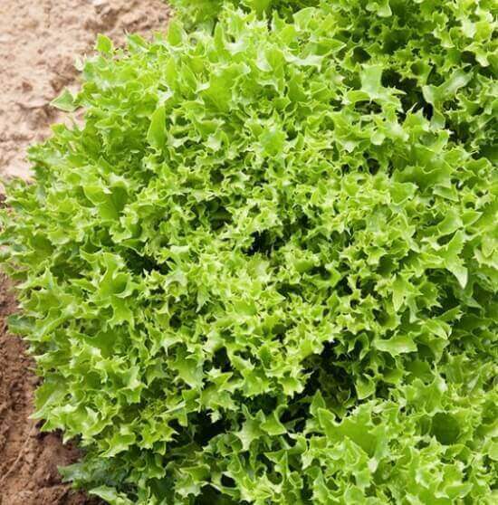 Ezrilla green leaf lettuce