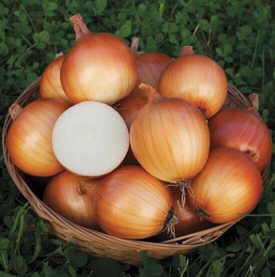 early bulb onions