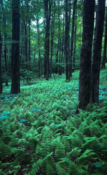 dark woodland ferns