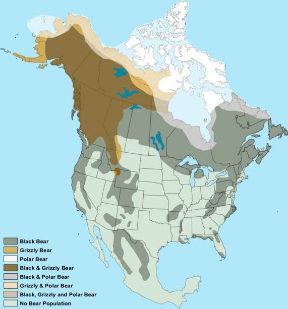 where bears live in North America
