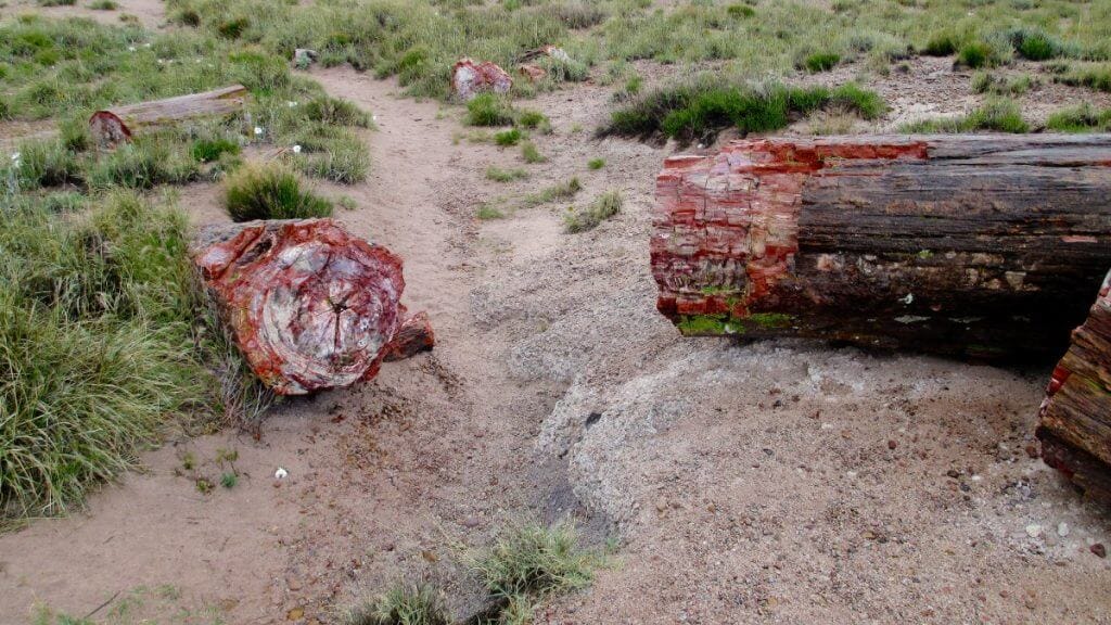 views of the petrified forest national park